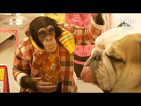 Video: Pet Scoop: Pemilik Kembali Anjing Ditemukan di Pertunjukan Dolly Parton, Simpanse Pintar Mungkin Genetik