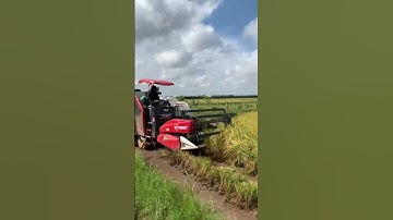 cắt lúa ngập nước