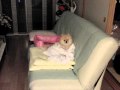 バスローブ？を着た犬.AVI