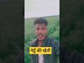 गेहूँ की खेती 🎋🎋 || #shorts #youtubeshorts #vlog