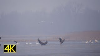 Seeadler streiten um Beute (white-tailed eagles fighting) Nationalpark Unteres Odertal 4K