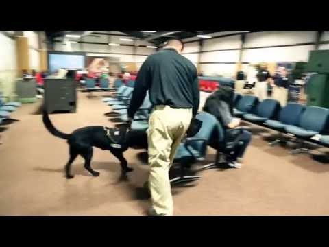 Video: Program Penerapan TSA Canine Telah Dimulai