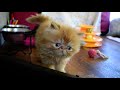 Periwinkle's 5 Week Old Persian Kittens RVing In Their Bunk