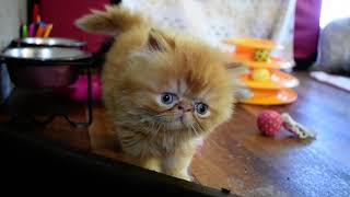 Periwinkle's 5 Week Old Persian Kittens RVing In Their Bunk