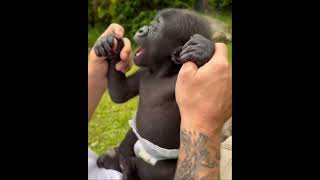 Baby Gorilla … #Monkeys