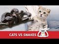 Cat VS Snake Compilation 2019 | Fearless Cats