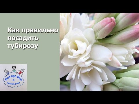 Как правильно посадить туберозу.