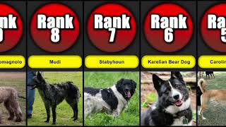 World's Top 20 Rare Dog Breeds | Dog List by Paws & Plays 274 views 5 months ago 1 minute, 21 seconds