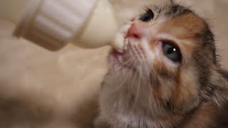 【保護子猫】ミルクが大好きすぎる子猫がこちらです by おまきねこ 11,616 views 2 months ago 2 minutes, 2 seconds