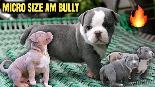 Cheapest Price Am Bully Puppies Available For Sale | Stud Am Bully Available | All India Delivery