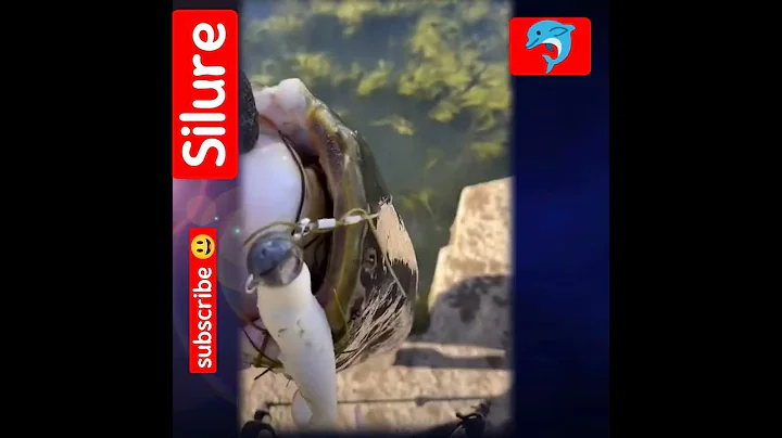 Big fish 🐬🦈 😎 #silure #fishinglife #shorts #ytshorts