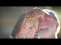 CityStream: Cooper’s hawks move from the country to the city