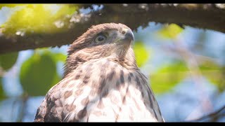 CityStream: Cooper’s hawks move from the country to the city CityStream: Cooper’s hawks move from the country to the city