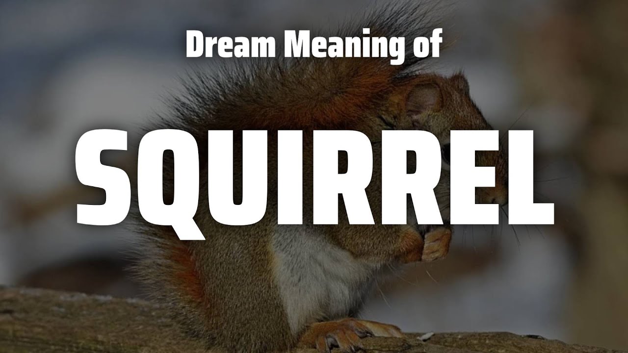 Squirrel Dream Meaning & Symbolism YouTube