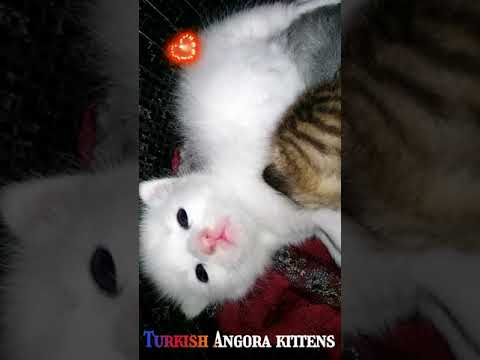 Video: Tyrkisk Angora (Angora-katt): Bilde, Beskrivelse Av Rasen, Natur Og Innhold