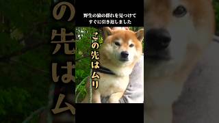 お出かけ中に野生の猿の群れを見つけ、柴犬は引き返すことにしました #shibainu #猿 #怖い