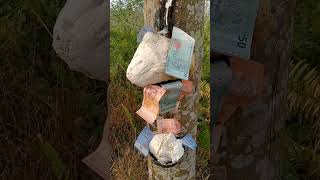 Kaya Ketak Kaya Malaysiatkimalaysiagetahmalaysia shorts