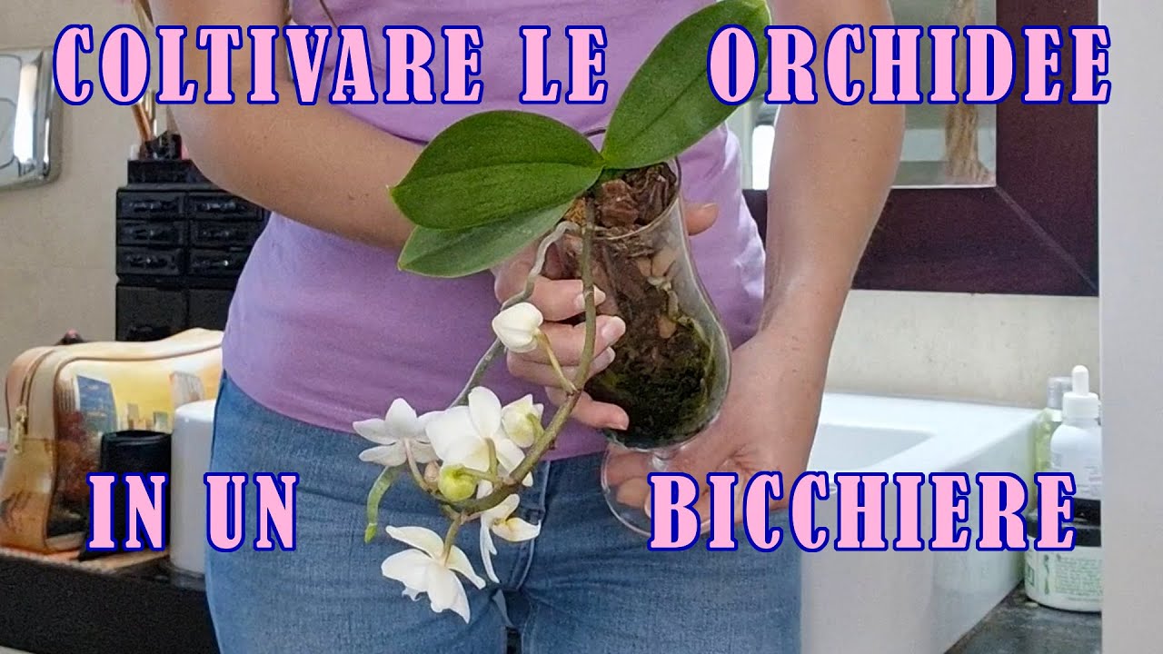 come coltivare le orchidee in vaso di vetro senza fori | DevaNatura