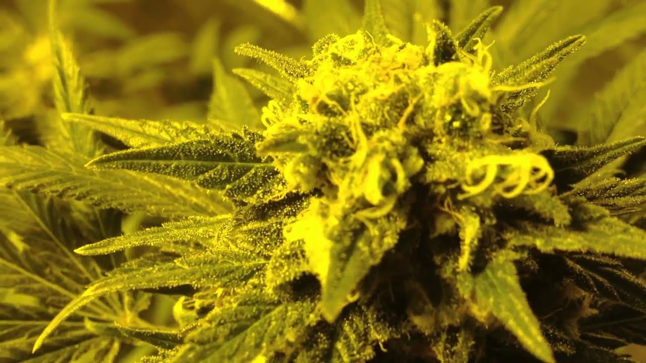 Final look at the 8 Ball Kushes and White Widow