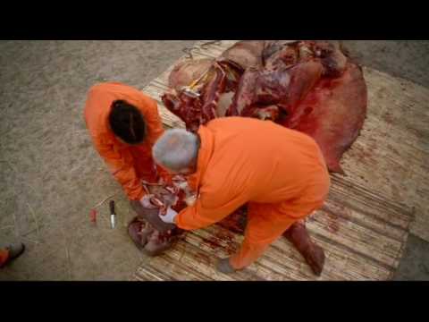 Video: Hippopotamus Rücken Vorspeise