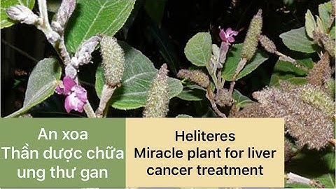 Chữa bệnh ung thư gan bằng cây an xoa- Cây thuốc nam- Tèo Tây Nguyên vlogs