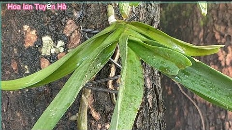 làm cách này cây lan ngọc điểm ra rễ nhanh hơn