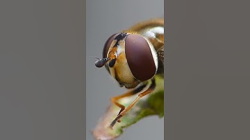 Hoverfly head turn 🔍 🔄