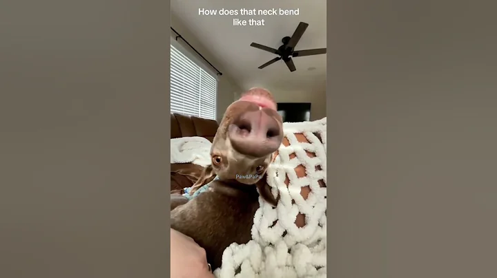 Video 10996241: dog cat laugh cute, laugh cats dogs funny