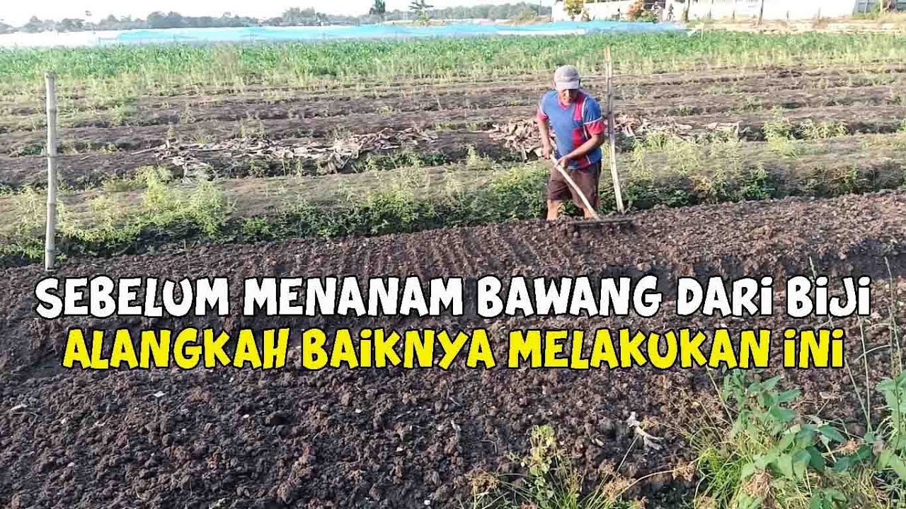 Persiapan Lahan Untuk Budidaya Bawang Merah Dari Biji 