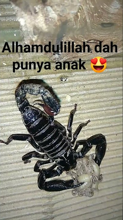 induk kalajengking memberi makan untuk bayinya.