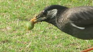 ムクドリ_4_食事_White-cheeked Starling