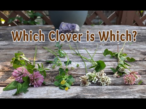 Video: Podzemní rostliny jetele: Přečtěte si o využití a péči o podzemní jetel