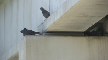 Bird netting installed in 3 underpasses