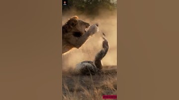 Lion Crushes Giant Python! शेर ने विशाल अजगर को कुचल दिया #lion #python #shorts #animals