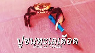 ปูขนทะเลเดือด (King of Crabs)