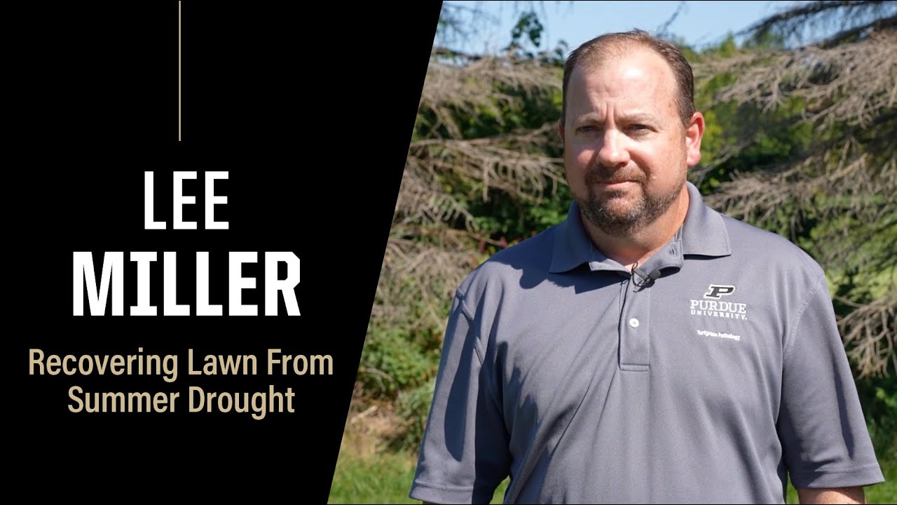 Летняя засуха: как помочь газону восстановиться | Purdue Expert