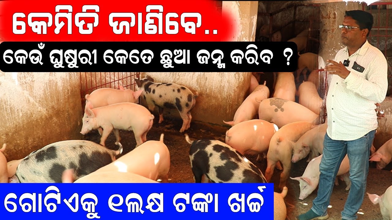 କେଉଁ ଘୁଷୁରୀ  କେତେ ଛୁଆ ଜନ୍ମ କରିବ ? || How many baby can produce a pig. @EfarmingOdisha