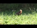 Orlik krzykliwy Aquila pomarina - Bieszczady 2014