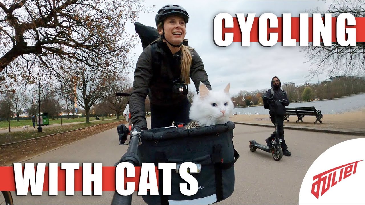 Update New A Xmas wish come true | The cat with QOMs