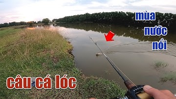 Câu Lure Cá Lóc ● Buổi Chiều Câu Cá Lóc Sau Cơn Mưa Lớn Và Cái Kết | Tâm Râu Vlog #156