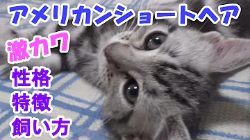 かわいいイラストの描き方 猫を描く アメリカンショートヘア Mp3