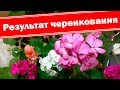 Черенкование герани (пеларгонии) под фитолампой. Результат!!! Выращиваем рассаду пеларгонии