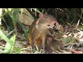 Rare encounter: Wild Agouti feeding her baby in La Gamba, Costa Rica