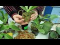 Phalaenopsis выращивание во мхе