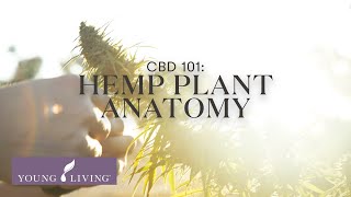 CBD 101: Hemp Plant Anatomy | Young Living Essential Oils