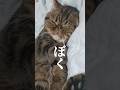 大事なんです#エキゾチックショートヘア #猫動画 #猫