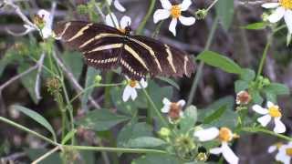 This zebra longwing butterfly is nectaring on flowers at paynes
prairie in gainesville fl. it so focused that doesn't see the black
and yellow garden s...