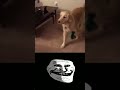 Dog sees his toy in real life shorts web 20 archive