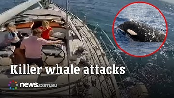 Terrifying moment Orca attacks sailboat