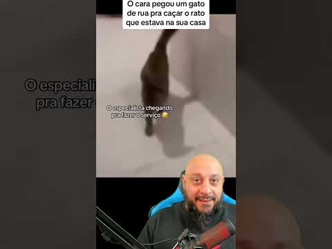 Vídeo: O que fazer quando seu gato pega um rato?